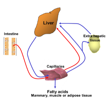 <p>Transports lipids synthesised by the liver to non-hepatic tissue, including adipocytes</p>
