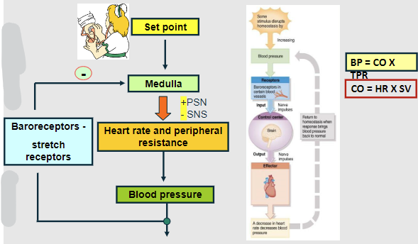 <p><u>Temperature increased</u></p><p>✰Blood flow shifted to core to conserve heat</p><p>✰Increased muscle activity (shivering)</p><p>✰Chills stop when high temp reached</p>