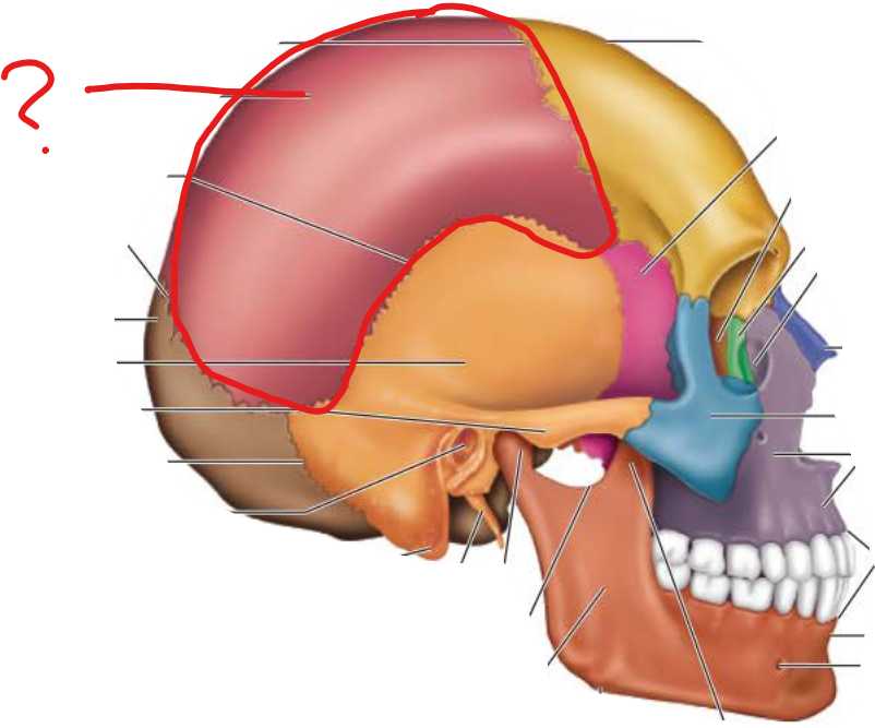 <p>parietal bone</p>