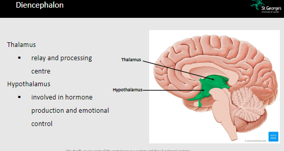 <p>Thalamus: Relay and processing centre</p><p>Hypothalamus: Involved in hormone production and emotional control</p>