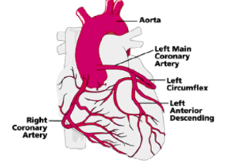<p>-Right and left coronary arteries branch from the <strong>aorta</strong>.</p><p>-They deliver fresh, oxygenated blood to <strong>cardiac muscle tissue (myocardium).</strong></p>