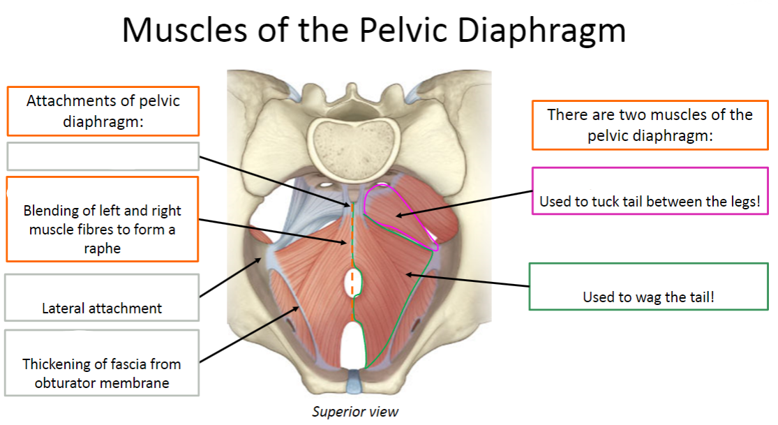 <p>Label the Muscles of the Pelvic Diaphragm (6)</p>