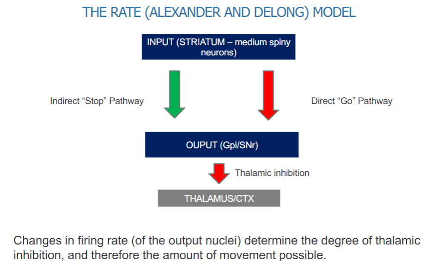 <p>The model involves two main pathways:</p><p>Indirect "Stop" pathway</p><p>Direct "Go" pathway</p><p>The input comes from the striatum, specifically medium spiny neurons.</p><p>The output is directed through the globus pallidus internal segment (Gpi) and the substantia nigra pars reticulata (SNr).</p>