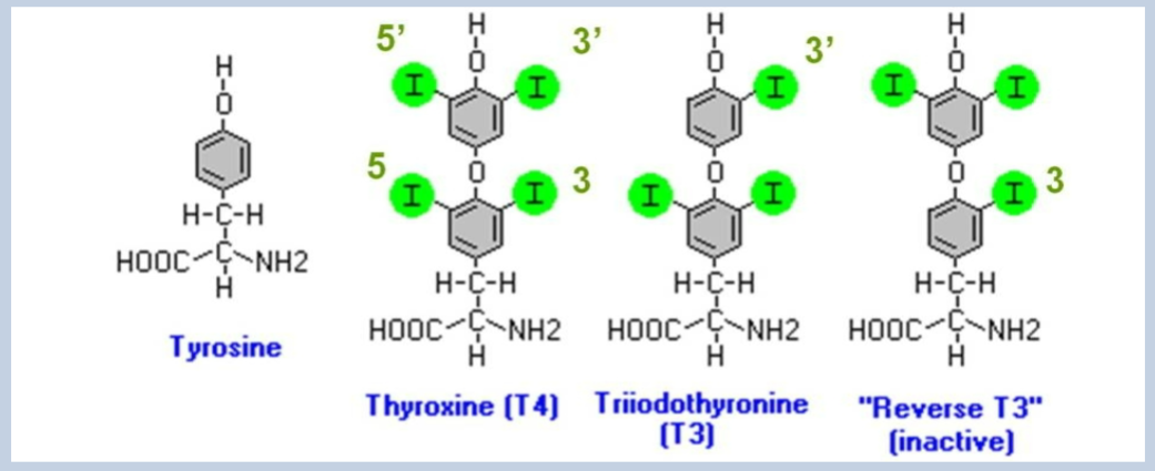 <p>Thyroid hormones are derived from two iodinated tyrosine molecules, T3 and T4.</p>
