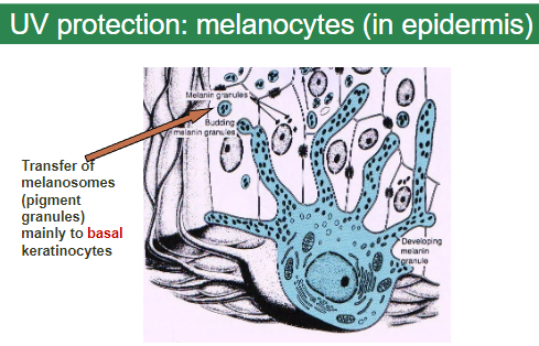 <p><strong>Melanocytes</strong> are located in the <strong>epidermis</strong>.</p><p>They transfer <strong>melanosomes</strong> (pigment granules) mainly to <strong>basal keratinocytes</strong>.</p>