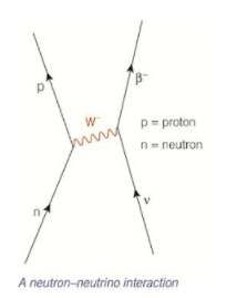 A neutrino can interact with a neutron and make it change into a proton. A beta minus particle (an electron) is created and emitted as a result of the change.
W- n to v