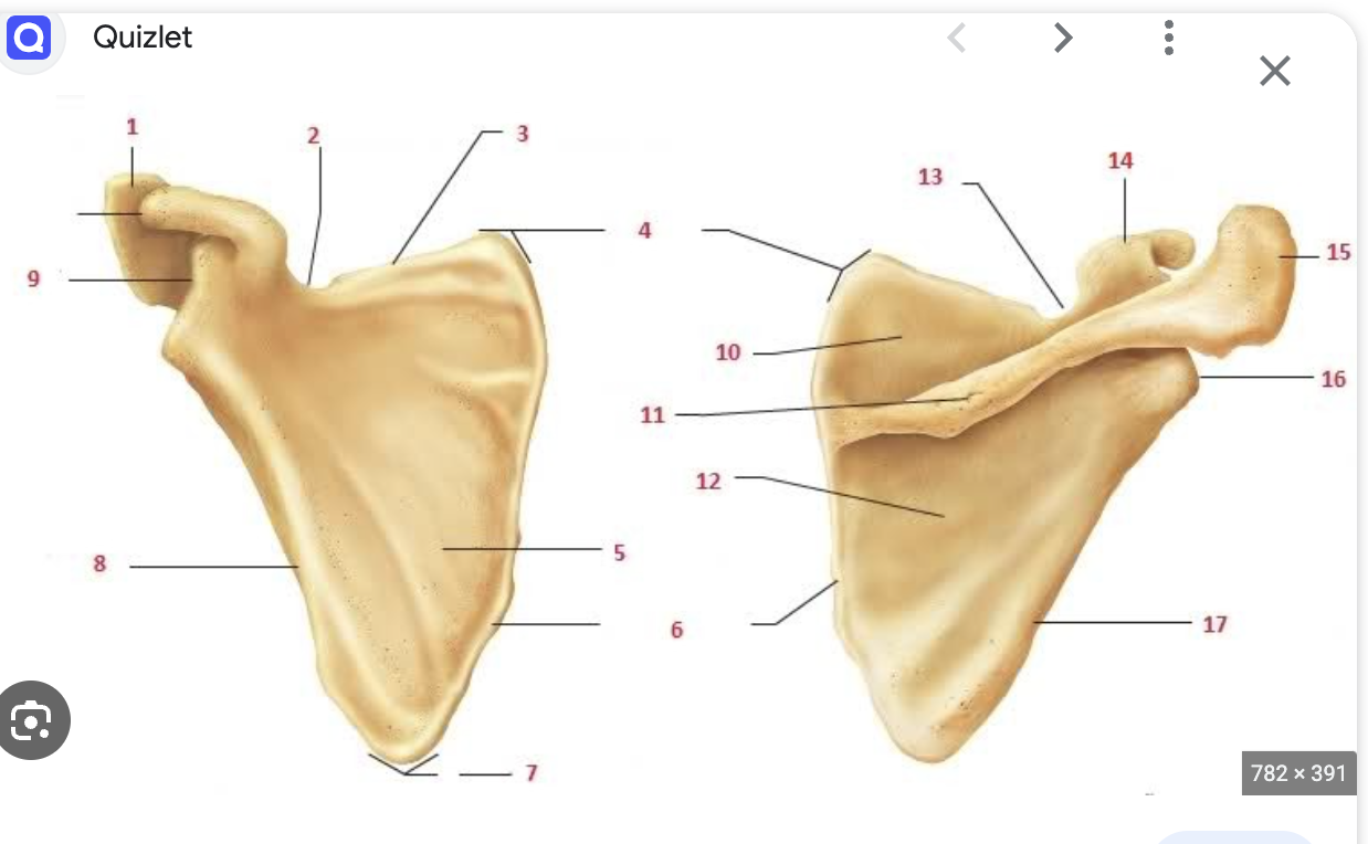 <p>1. Acromion</p><p>1.5 Corticoid process</p><p>5 Subscapular fossa</p><p>9. Glenoid cavity</p>