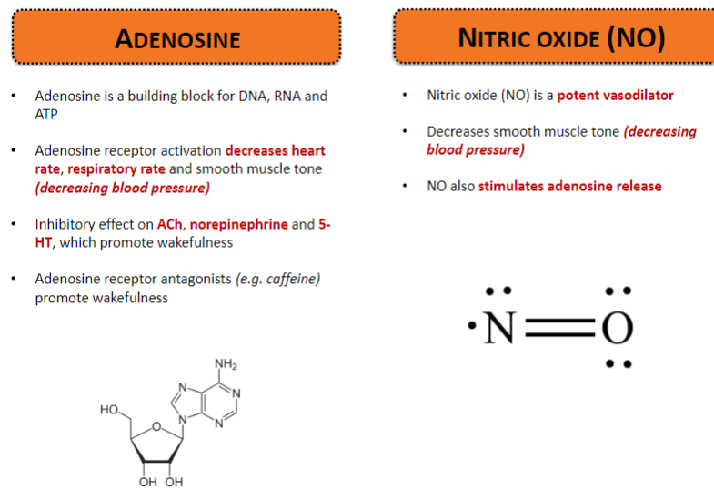 <p><strong>Nitric Oxide (NO)</strong>: NO is a potent vasodilator, which decreases smooth muscle tone and lowers blood pressure. It also stimulates the release of adenosine.</p><p><strong>Adenosine</strong>: Adenosine is a building block for DNA, RNA, and ATP. Its receptor activation reduces heart rate, respiratory rate, and smooth muscle tone, lowering blood pressure.</p><p><strong>Adenosine's Inhibitory Effects</strong>: Adenosine inhibits acetylcholine (ACh), norepinephrine, and serotonin (5-HT), which promote wakefulness.</p><p><strong>Adenosine Receptor Antagonists</strong>: Compounds like caffeine act as adenosine receptor antagonists and promote wakefulness.</p>