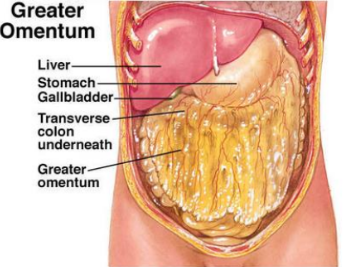 <p>Greater omentum</p><p>-Attached to the Greater Curvature.</p>