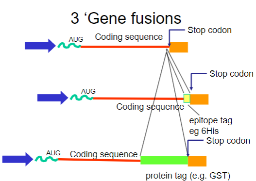 <p>Use <strong>gene fusions</strong> to facilitate purification.</p>