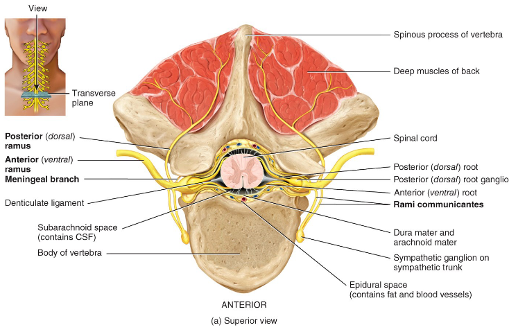 <p>What kind of vertebra is this?</p>