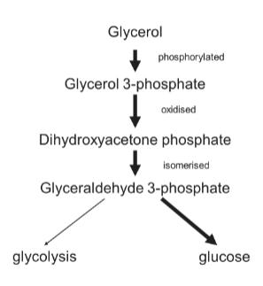 <p>Used to synthesis glucose by gluconeogenesis</p>
