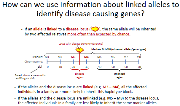 <p>It helps identify loci associated with diseases by tracking how linked alleles segregate together in pedigrees and populations.</p>