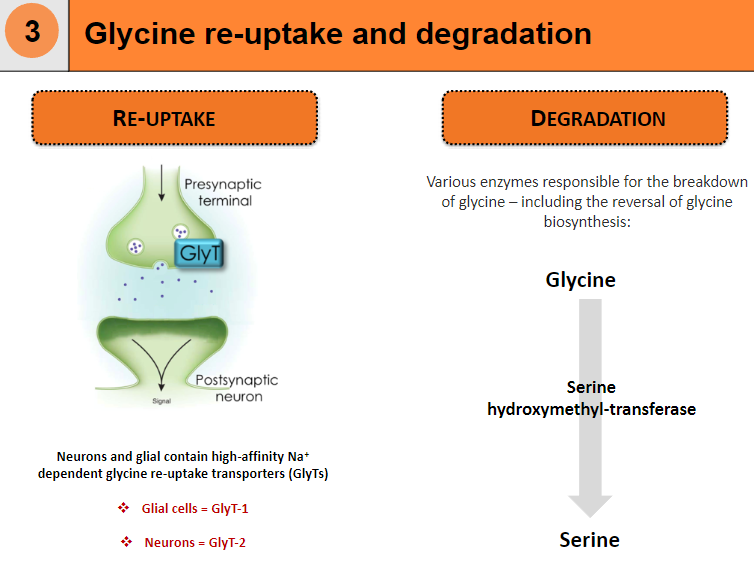 <p><strong>GlyT-1</strong> is found in glial cells.</p><p><strong>GlyT-2</strong> is found in neurons.</p><p>Both are high-affinity, Na+ dependent transporters responsible for glycine re-uptake.</p>