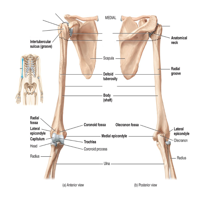 <p>Label the diagram.</p>