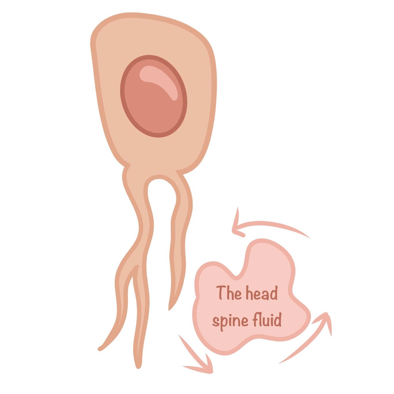 <p>Promotes <span class="tt-bg-green">circulation</span> of <span class="tt-bg-green">cerebrospinal</span> fluid</p>