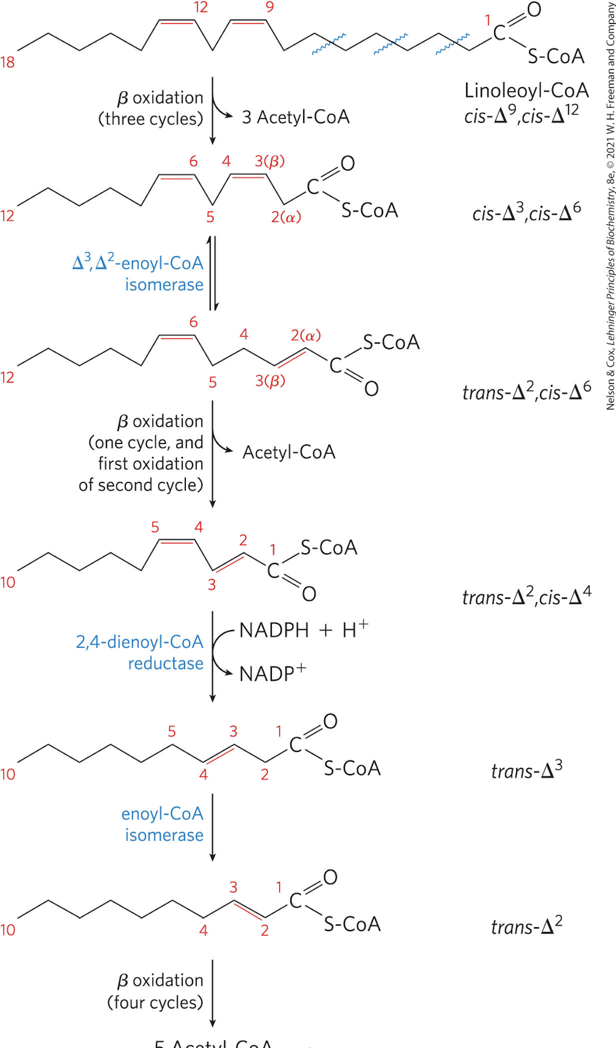 <p>1. Isomerase. When a fatty acyl has a double bond anywhere, it will go through the process of beta oxidation until it reaches the double bond at the 𝚫3 position. From here the enzyme 𝚫3, 𝚫2 enoyl-CoA isomerase will isomerize the molecule from a cis-𝚫3 position into a trans 𝚫2 position to be acted upon by the next step in beta oxidation, trans 𝚫2 enoyl-coA hydratase.</p><p>2. Reductase. Polyunsaturated fatty acids need another enzyme to go through all of beta oxidation. The first double bond is acted upon by the isomerase, but the next is acted upon by 2,4 dienoyl-CoA reductase which uses NADP+ to convert the molecule into a useable form. </p>