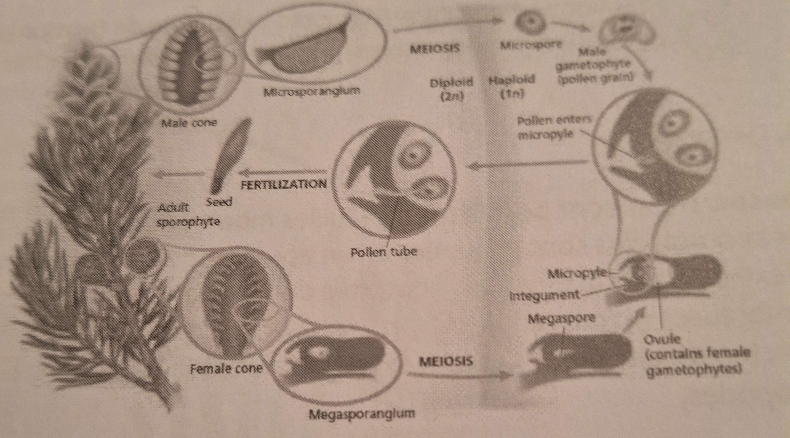 <p><strong>Groupes Végétaux: </strong>Classe des Gymnospermes</p>