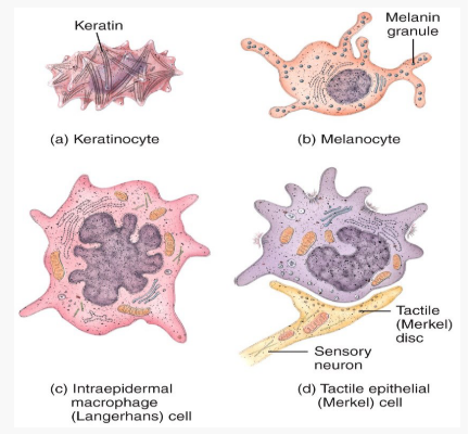 <p>keratinocytes, melanocytes, langerhans cells, and merkel cells</p>