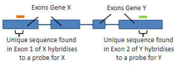 <p>Hybridisation uses the ability of nucleic acids to form specific duplexes through the complementarity of sequences.</p>