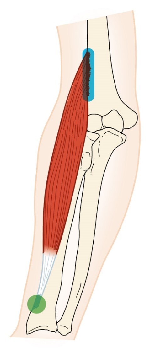 <p>brachioradialis </p>