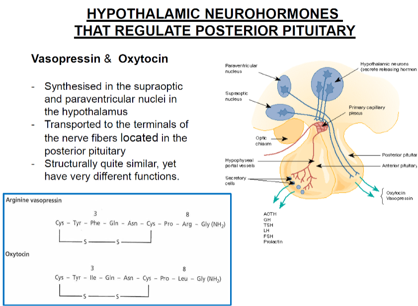 <p>Both are synthesized in the supraoptic and paraventricular nuclei of the hypothalamus</p>