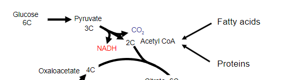 <p>NO</p><p></p><p>It is irreversible</p><p>• This commits the glucose carbon skeleton to either oxidation to CO2 and energy production or Fatty Acid synthesis.</p>