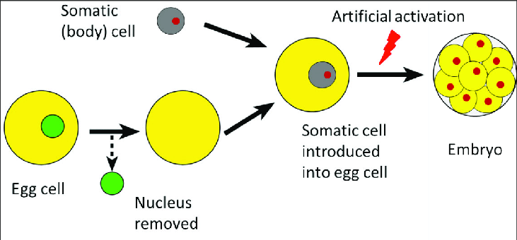 <p>- Artificial removal of the nucleus of a differentiated somatic cell and its placement in a denucleated egg cell- Introduced nucleus is reprogrammed by factors in the egg cytoplasm- The new egg behaves like a zygote (totipotent)</p><p>- However, it is challenging and time-consuming</p>
