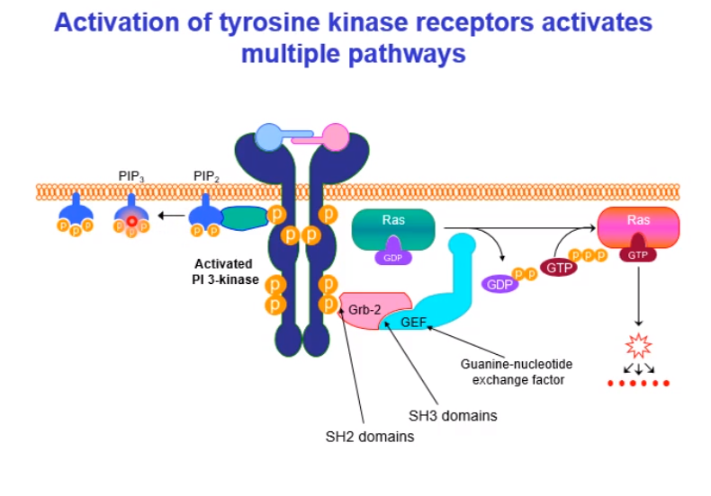 <p>4)Other proteins can be activated, such as PI3 kinase, which will interact and recognise specific tyrosine residues on the activated tyrosine kinase receptor</p><p></p><p>5)This particular kinase will phosphorylate a membrane associated lipid, PIP2 which will form PIP3, PIP3 will bind to and activate 2 proteins called PDK1 and PKB</p><p></p><p>6)PDK1 will phosphorylate and activate protein kinase B which will dissociate and phosphorylate other proteins within the signal transduction cascade</p>