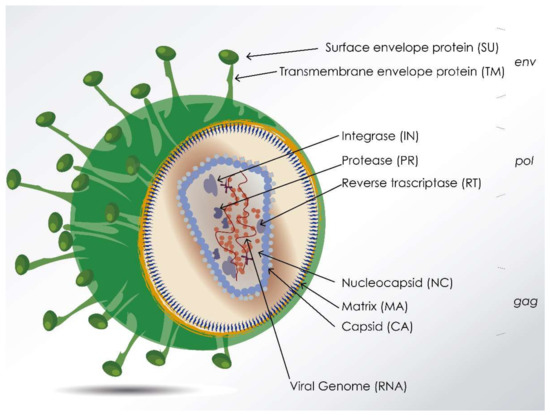 <p><strong>Non-primate Lentiviruses </strong>(in picture): Integrate DNA into mammalian cells. </p><p><strong>Baculoviruses</strong>: Used in combination with recombinant expression in insect cells (eukaryotic system).</p>