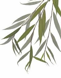 <p><em>Salix babylonica</em></p><p><em>simple/alternate</em></p>