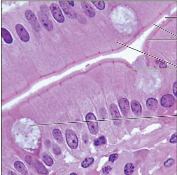 <p>Identify this tissue</p><p></p><p>Name a function</p><p></p><p>Name a specific place where it is found</p>