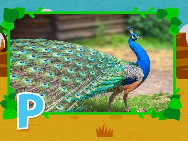 <p>peacock</p>
