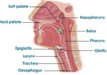 <p>-Voluntary until food reaches oropharynx</p><p>-Reflex action as bolus is swallowed</p>