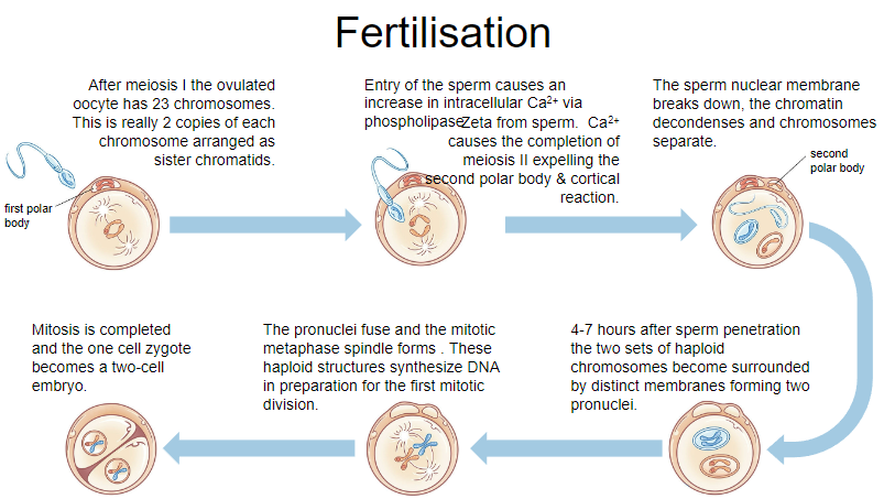 <p><strong>Chromosome Number</strong>: After meiosis I, the ovulated oocyte has 23 chromosomes.</p><p><strong>Chromosome Structure</strong>: Each chromosome exists as two sister chromatids.</p>