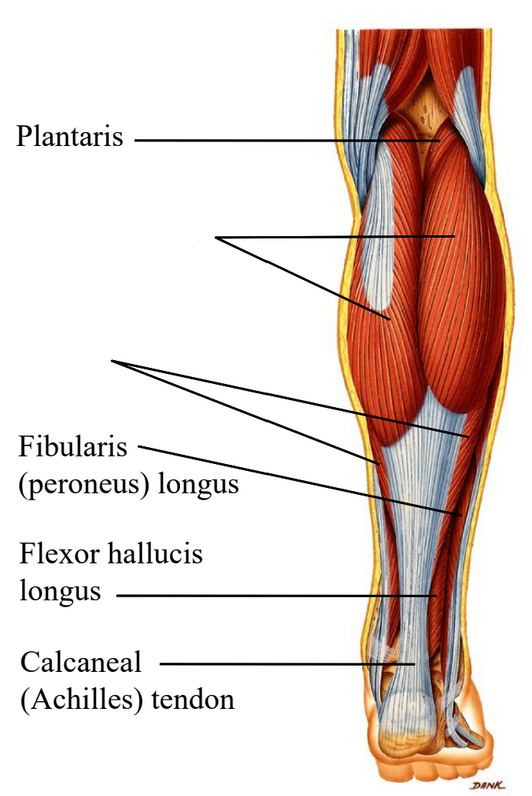 <p>Label the muscles.</p>