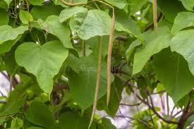 <p><em>Catalpa bignonioides</em></p><p>simple/whorled</p>