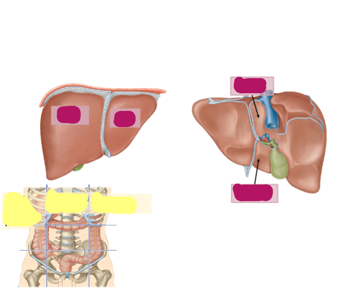 <p>The liver is located in the right upper quadrant of the abdomen and has four lobes. It is partly covered by the thoracic cage. The liver performs a multitude of functions, including bile production. The gallbladder is attached to its inferior surface.</p>
