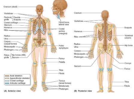 <p>The axial skeleton is the part of the skeleton that includes the central core of the body.</p><p>It consists of the skull, neck, vertebral column, and thoracic cage.</p><p>It provides support and protection for the brain, heart, and lungs.</p>