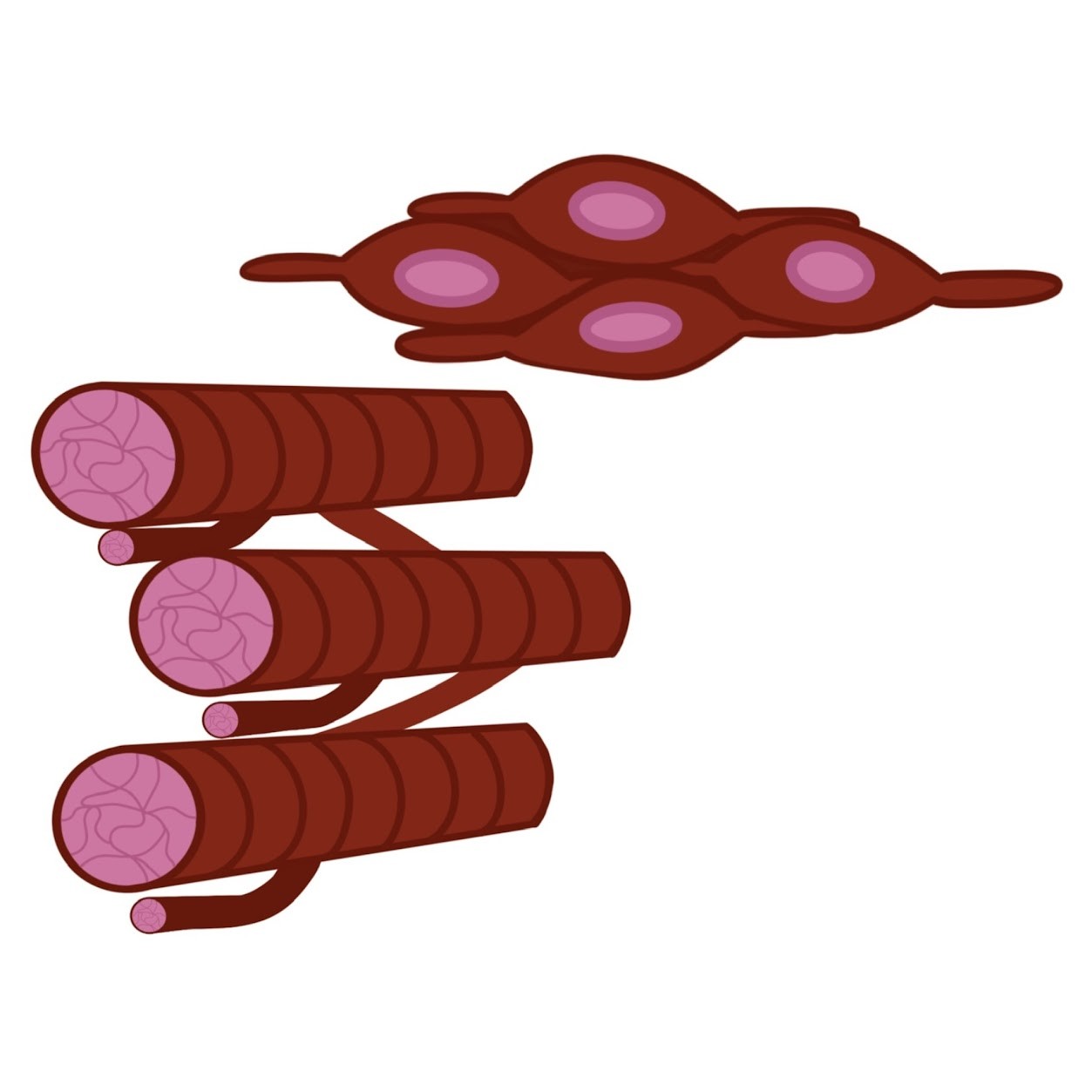 <p>Regulates <span class="tt-bg-green">smooth and cardiac</span> muscles/glands; generally <span class="tt-bg-green">involuntary</span></p>