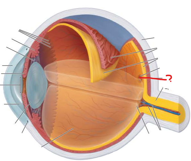 <p>What is this?</p><p>what photoreceptor does it contain?</p>