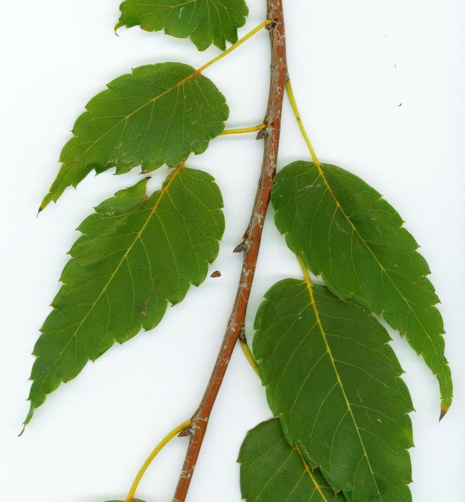 <p>Japanese Zelkova</p>