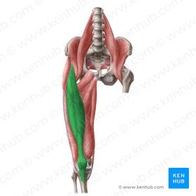 <p>AUF</p><p>Anterior, inferior iliac spine</p><p>Upper border of patella</p><p>Flexes thigh; extends knee</p><p>Knee/Thigh</p>