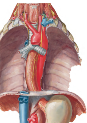 <p>It has a thoracic part, passes through the diaphragm, and has a short abdominal part.</p>