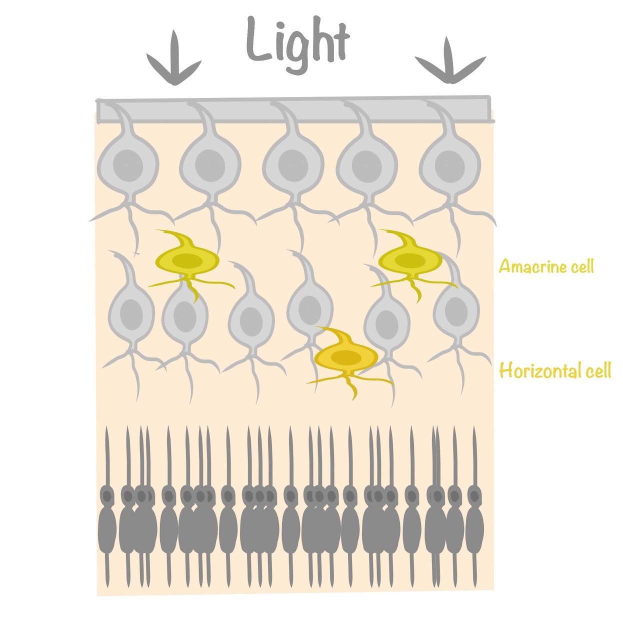 <p>They help <span class="tt-bg-green">integrate info across the retina</span></p>