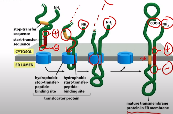 <p>Translocator finds more positive side that one goes to cytosol. Translocator reaches stop-transfer sequence. You get a multipass. Both N-terminus and C-terminus in cytosol.</p>