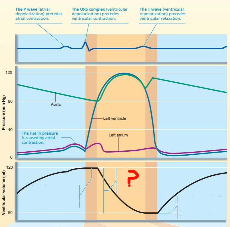 <p>this represents the ______ _____________ which refers to the amount of blood ejected from each ventricle</p>