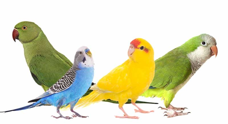 <p>Wat voor snaveltype hebben deze vogels?</p>