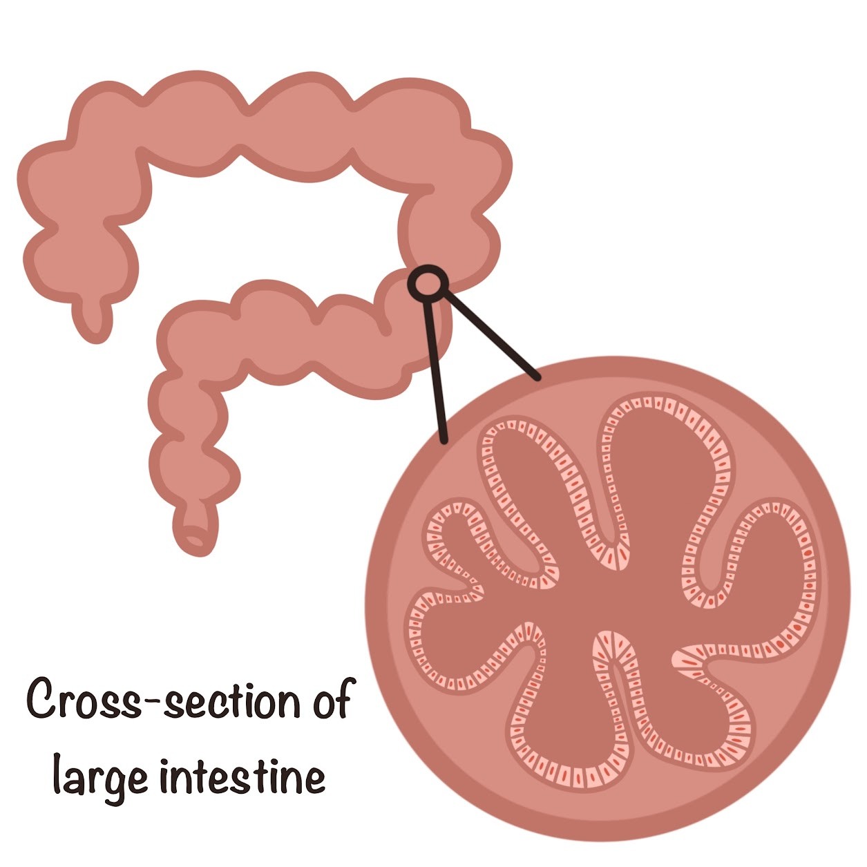 <p><span class="tt-bg-yellow">Intestines</span></p>