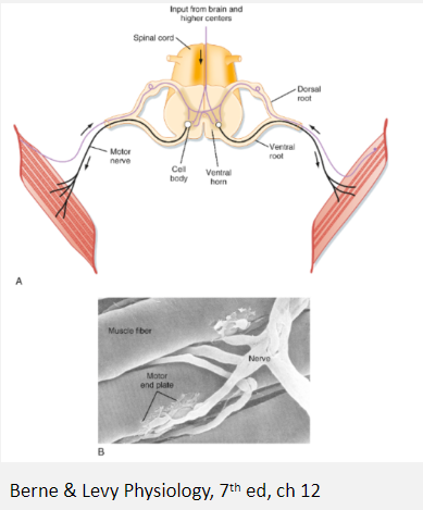 <p>A motor unit consists of a motor neuron and the set of muscle fibres it innervates.</p><p>Motor unit size can range from ~10 to many hundreds of muscle fibres.</p><p>The size of the motor neuron (MN) correlates with the size of the motor unit, and muscle fibres of a motor unit are generally of the same type.</p>